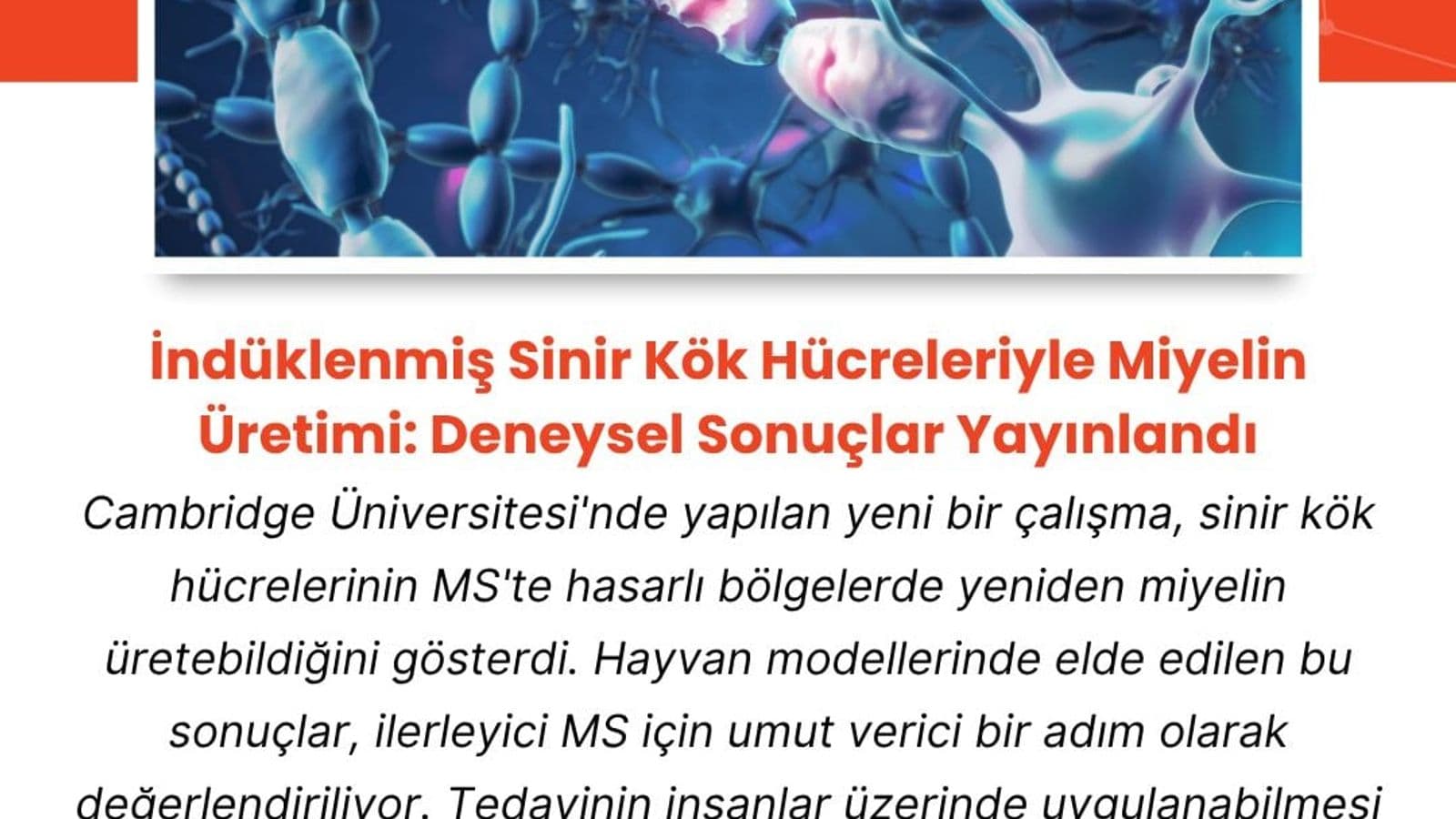 İndüklenmiş Sinir Kök Hücreleriyle Miyelin Üretimi: Deneysel Sonuçlar Yayınlandı